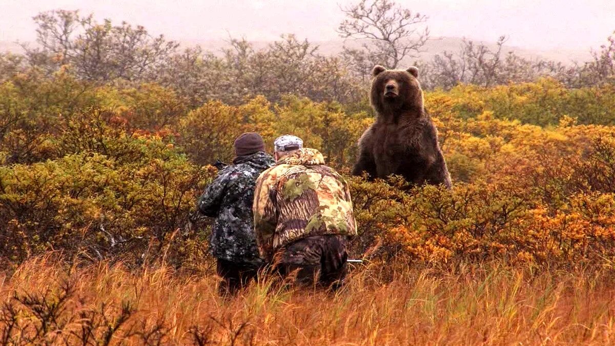 Медведь в лесу. Медведь в камуфляже.