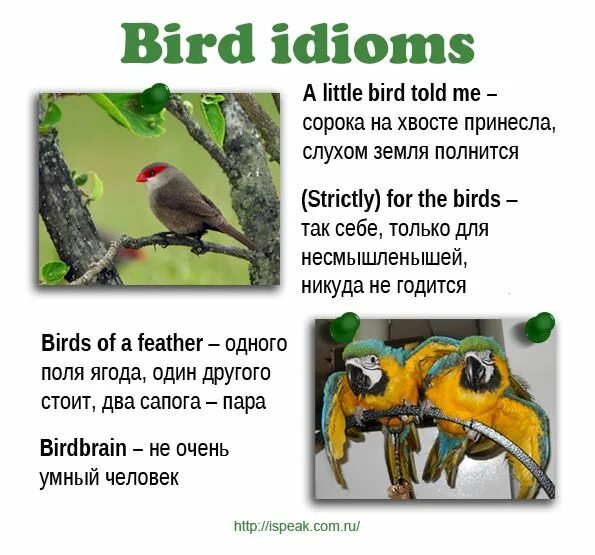 I a bird перевод. Bird idioms. Идиомы с птицами на английском. For the Birds idiom. A little Bird told me идиома.