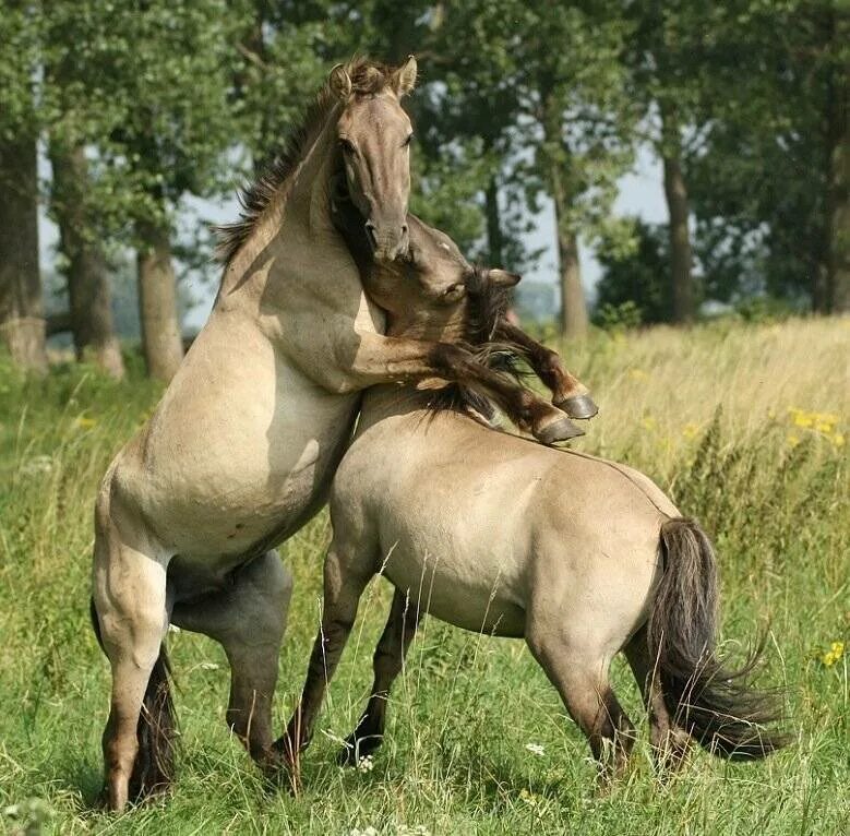 Конь с коне крупно. Лошади. Спаривание лошадей. Лошади спариваются. Спа́ри́ва́ние ло́ша́ди.