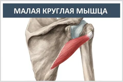 Круглая мышца где