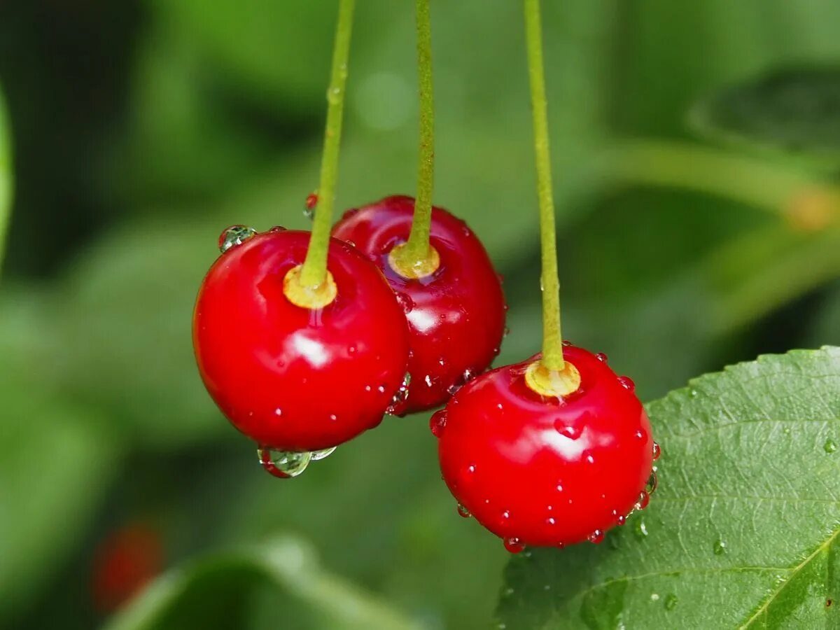 Cherry britain. Черешня на английском. Доклад про вишню. Вишня зреет. Вишня.