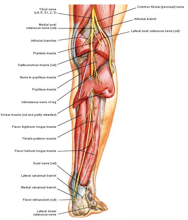 N suralis. Малоберцовый нерв на голени. Большеберцовый нерв топография. Большеберцовый нерв мышцы. Малоберцовый нерв анатомия топография.