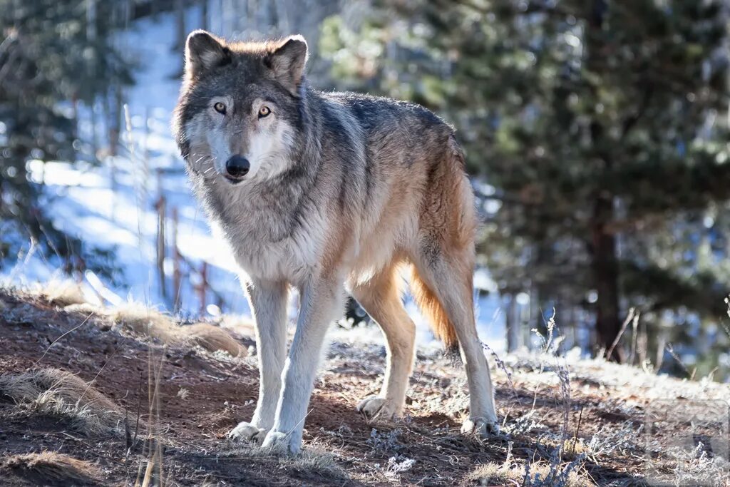 Какие волки крупнее. Аляскинский волк. Аляскинский Лесной волк. Белый Аляскинский волк волк. Крупный волк.
