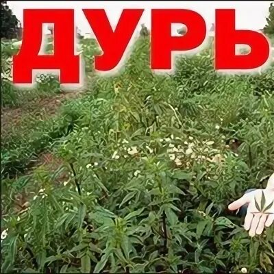 Только по дури