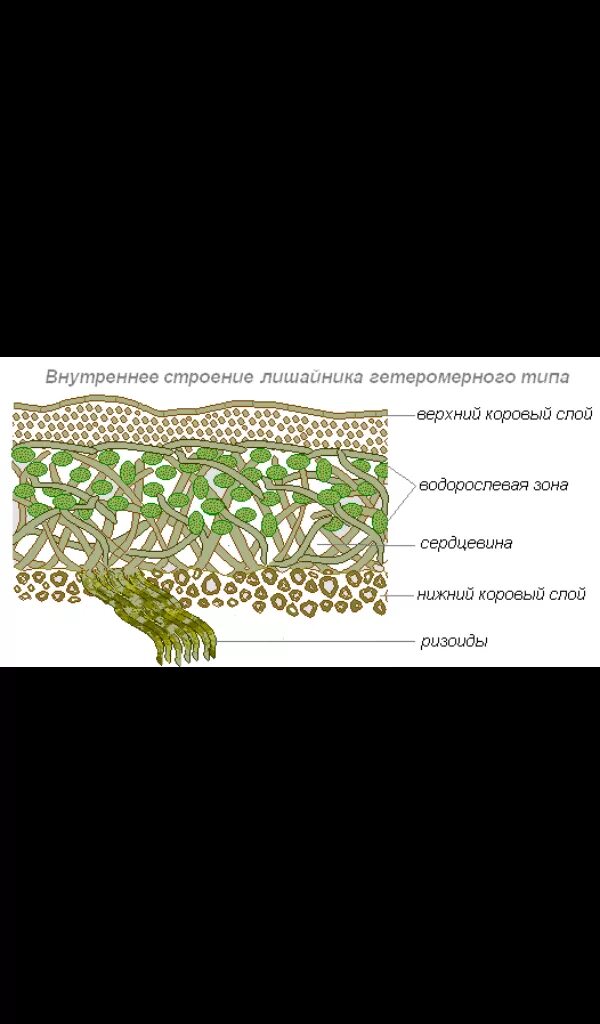 Модель внутреннего строения лишайника 5 класс. Внутреннее строение лишайника. Строение лишайника гетеромерного типа. Внутреннее строение лишайника гетеромерного типа.