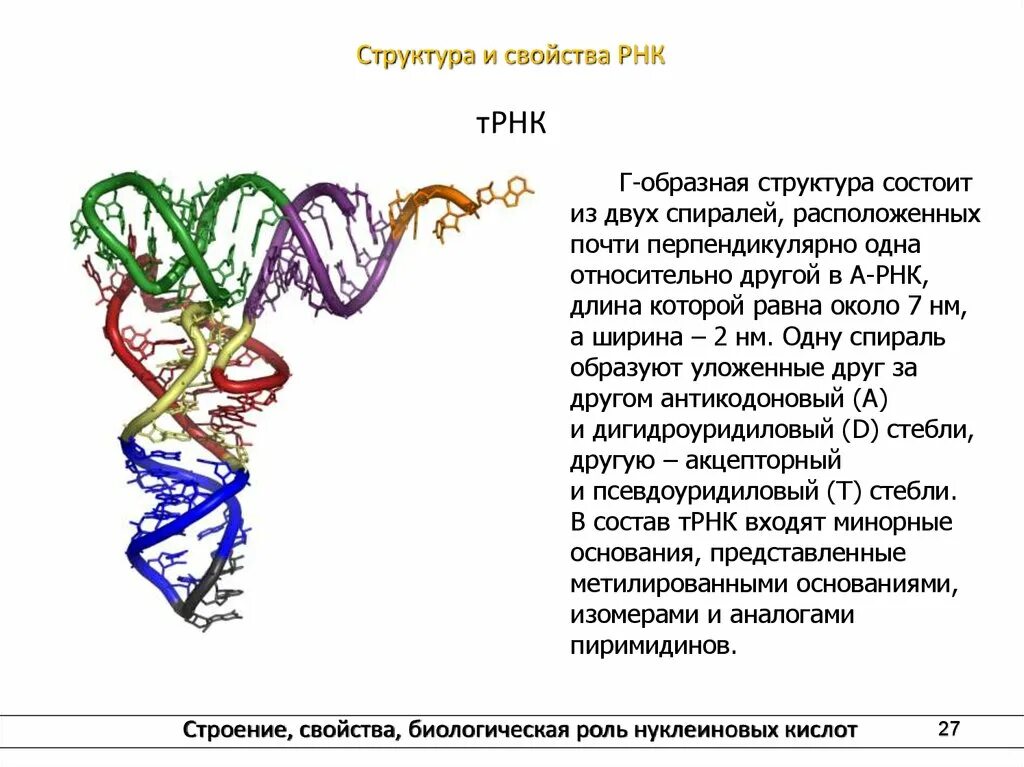 Описание молекул рнк. Альфа структура РНК. Структуры белка РНК. Альфа спираль РНК. Характеристика третичной структуры РНК.