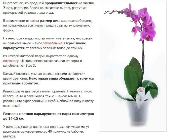 Какие условия для орхидеи