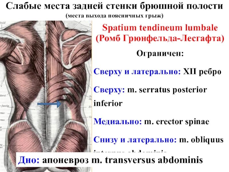 Какое анатомическое образование является дном trigonum lumbale