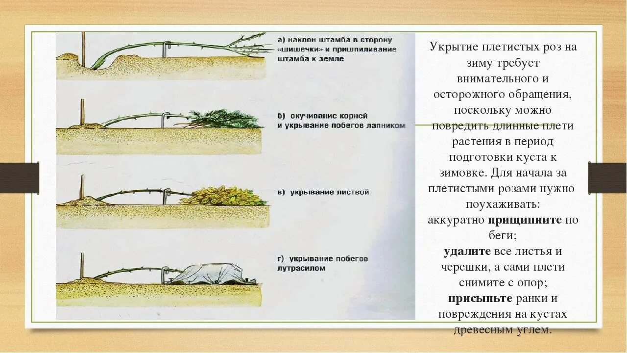 Как укрыть человека по фактам. Укрытие плетистых роз на зиму. Способы укрытия плетистых роз на зиму. Укрытие плетистой розы на зиму.