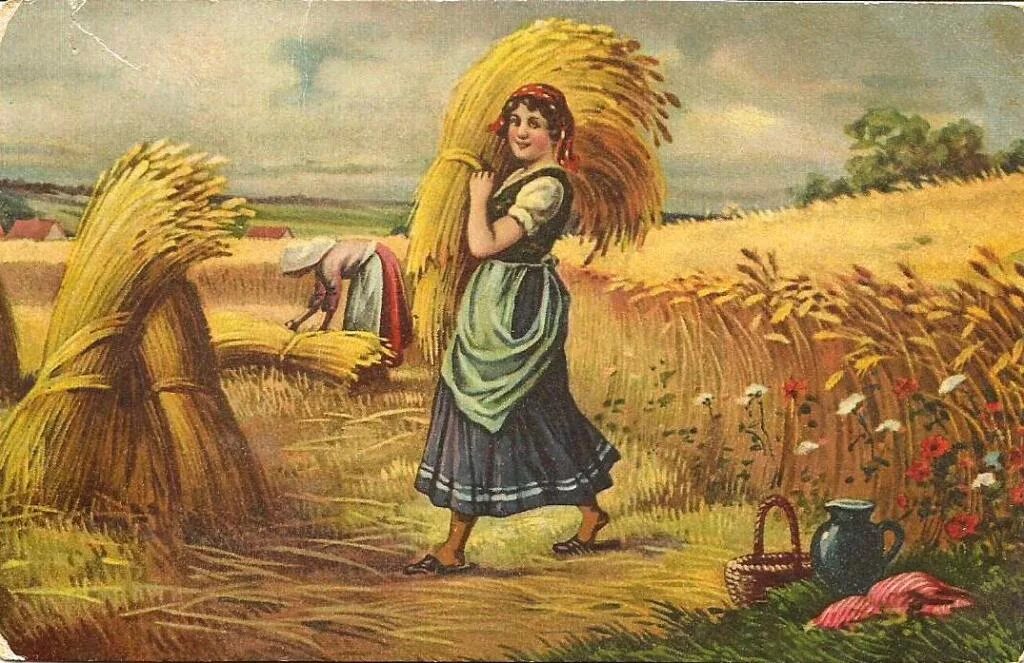 Тяжелые снопы. Жатва пшеницы в старину. Снопы в поле. Сбор пшеницы в старину. Девушка с колосьями пшеницы.