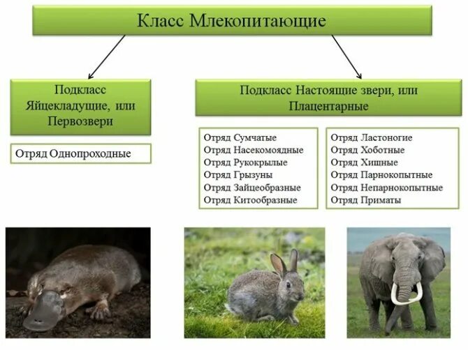 Сходства первозверей и пресмыкающихся. Высшие звери плацентарные отряды. Подкласс сумчатые отряды. Систематика отряда сумчатые. Класс млекопитающие подкласс плацентарные.