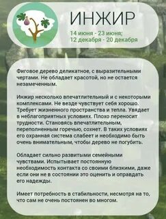 Какое дерево соответствует человеку