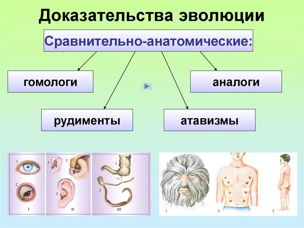 К атавизмам относятся. Сравнительно-анатомические доказательства эволюции. Сравнительно-анатомические доказательства эволюции таблица. Сравнительно анатомические доказательства эволюции животных. Доказательство эволюции сравнительно Анатомическое доказательство.