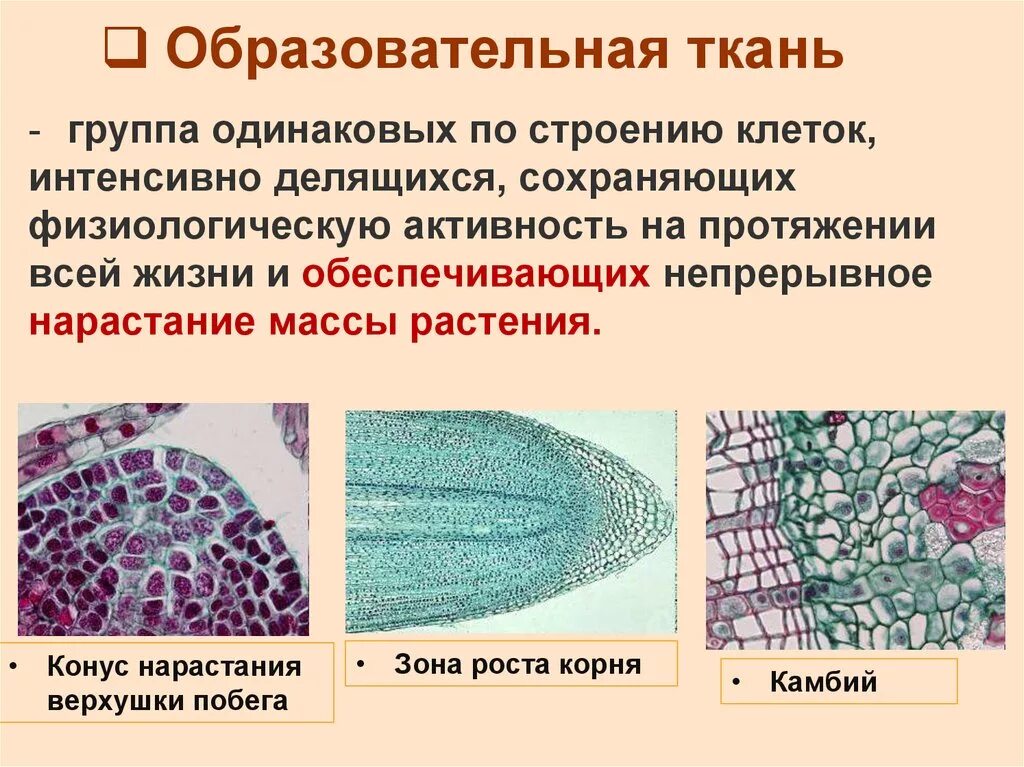 Образовательные ткани растений биология