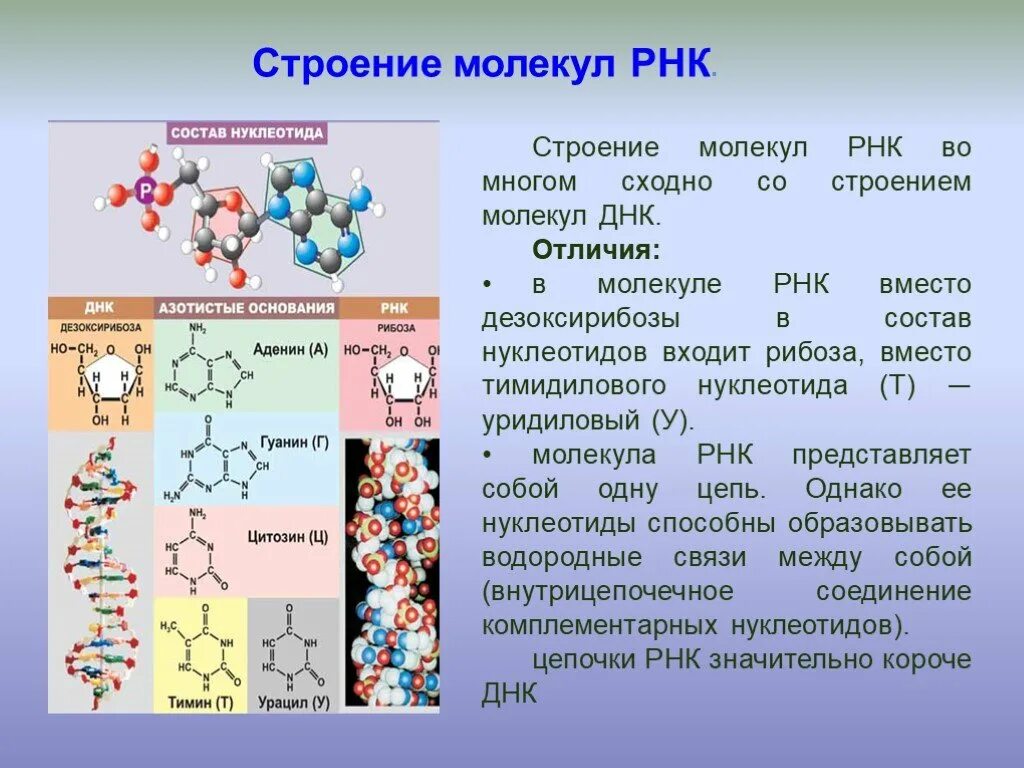 Днк какой мономер. РНК структура молекулы РНК. РНК полимер структура. РНК строение структура функции. Функции рибонуклеиновой кислоты РНК.