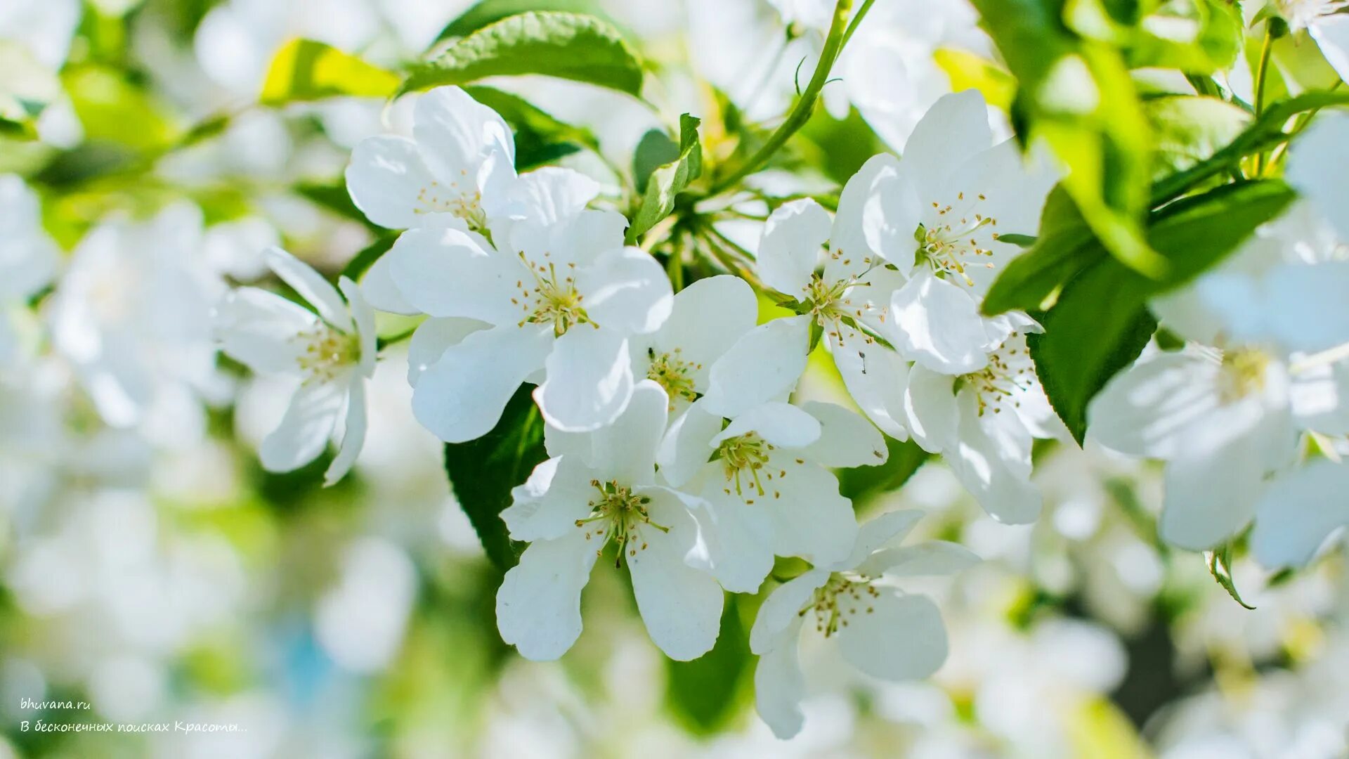 It s beautiful flower. Чубушник Яблоневый цвет. Весенние обои на рабочий стол. Весенние цветы. Весенний фон.