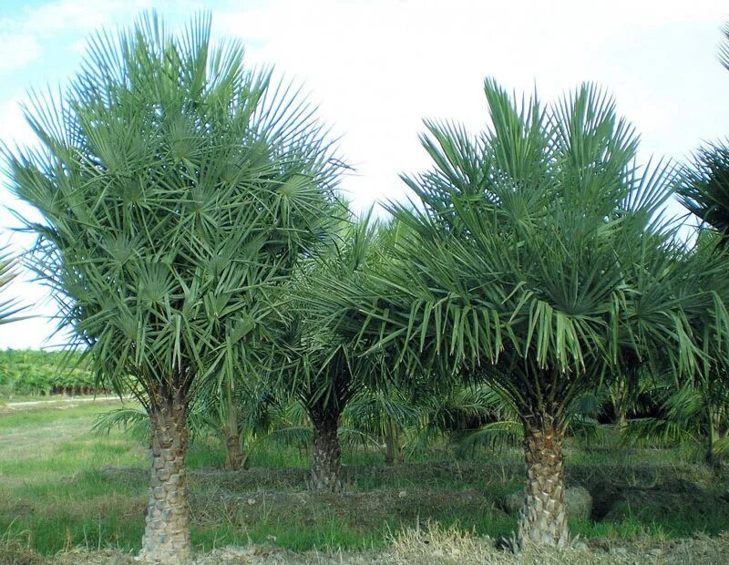 Copernicia prunifera. Восковые пальмы бразилии. Copernicia cerifera wax. Карнаубская восковая пальма. Рафия пальма.