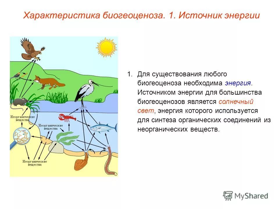 свойства живыхторгпнизмов. адаптация живых организмов. признаки живого. приспособления хищников и жертв. цели и задачи биологии.