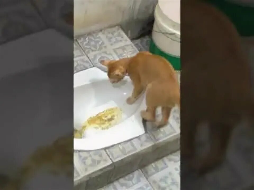 Video di wc. Video di wc