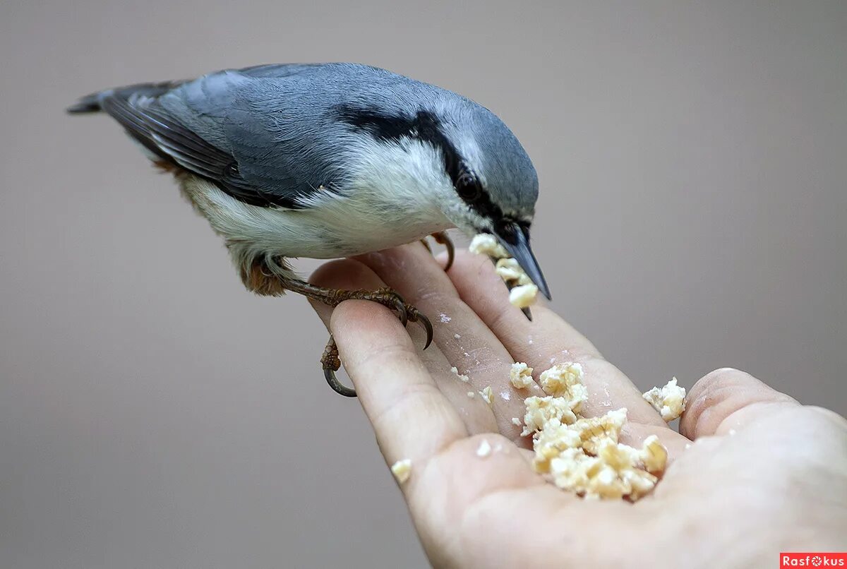 каких птиц традиционно выпускают на открытии олимпийских игр синиц. каких птиц выпускают на олимпийских. птицы прилетающие зимой. каких птиц выпускают на олимпийских. дрозд свиристель крымский.