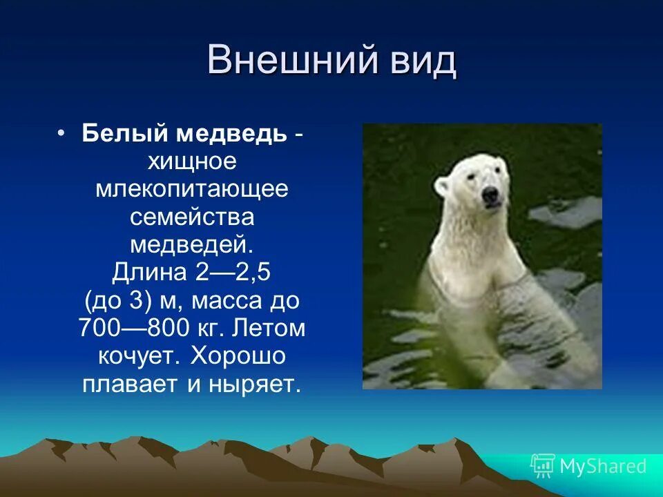 Белый медведь презентация 1. Доклад про белого медведя. Где живут белые медведи 1 класс окружающий мир. Где живут белые медведи 1 класс. Белые медведи живут.