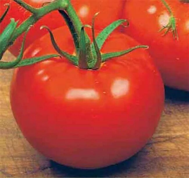 Свежие семена помидор. Томат Ace 55v f. Tomato Ace 55. Помидор сорт Saint Pierre. ВФ 10 томат.