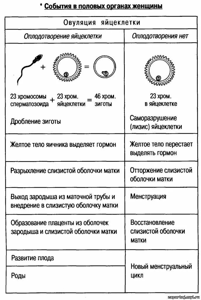 Функции женских половых органов таблица. Половая система человека строение и функции таблица. женская половая система строение и функции таблица.