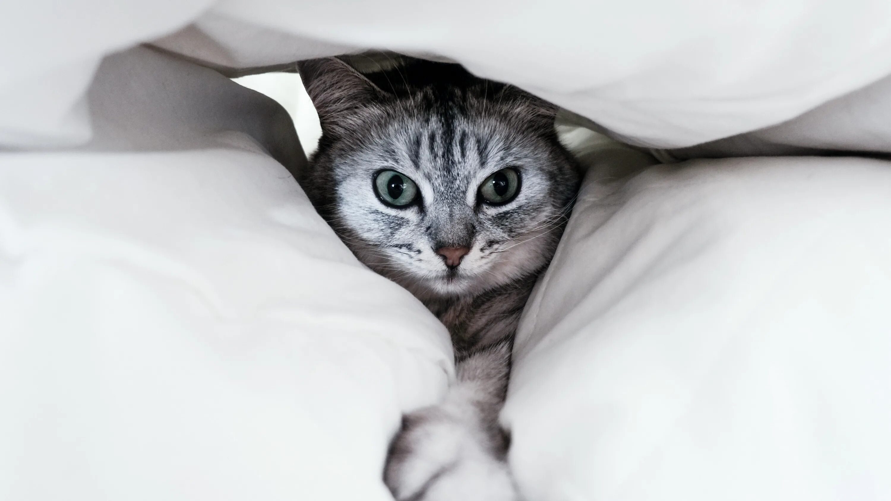 Это котик полосатый у него четыре лапы. Обои с котиками. серая кошка на кровати. заставка на рабочий стол котики серо белые. котик в серой кофте.