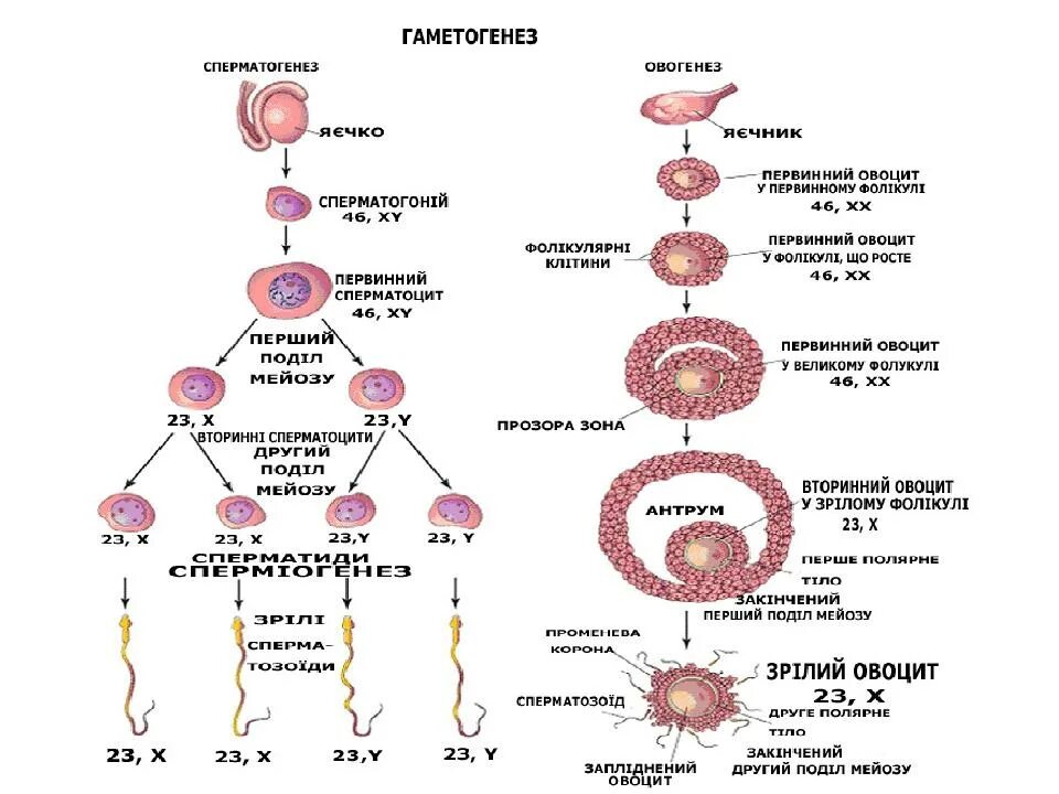 Гаметогенез и сперматогенез. Схема овогенеза гистология. Оогенез гистология. Овоцит 2 порядка набор хромосом. Сперматогенез.