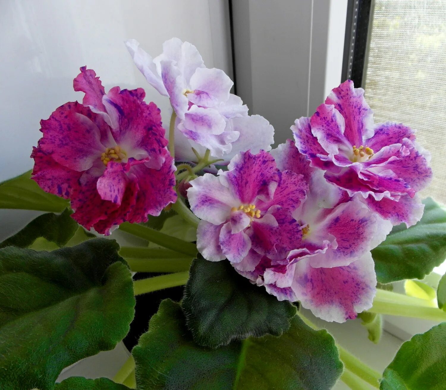 ав фаберже. петушок из халцедона фаберже. сенполия волшебное рождество. 23 улыбка фаберже фиалка. сенполия улыбка фаберже.