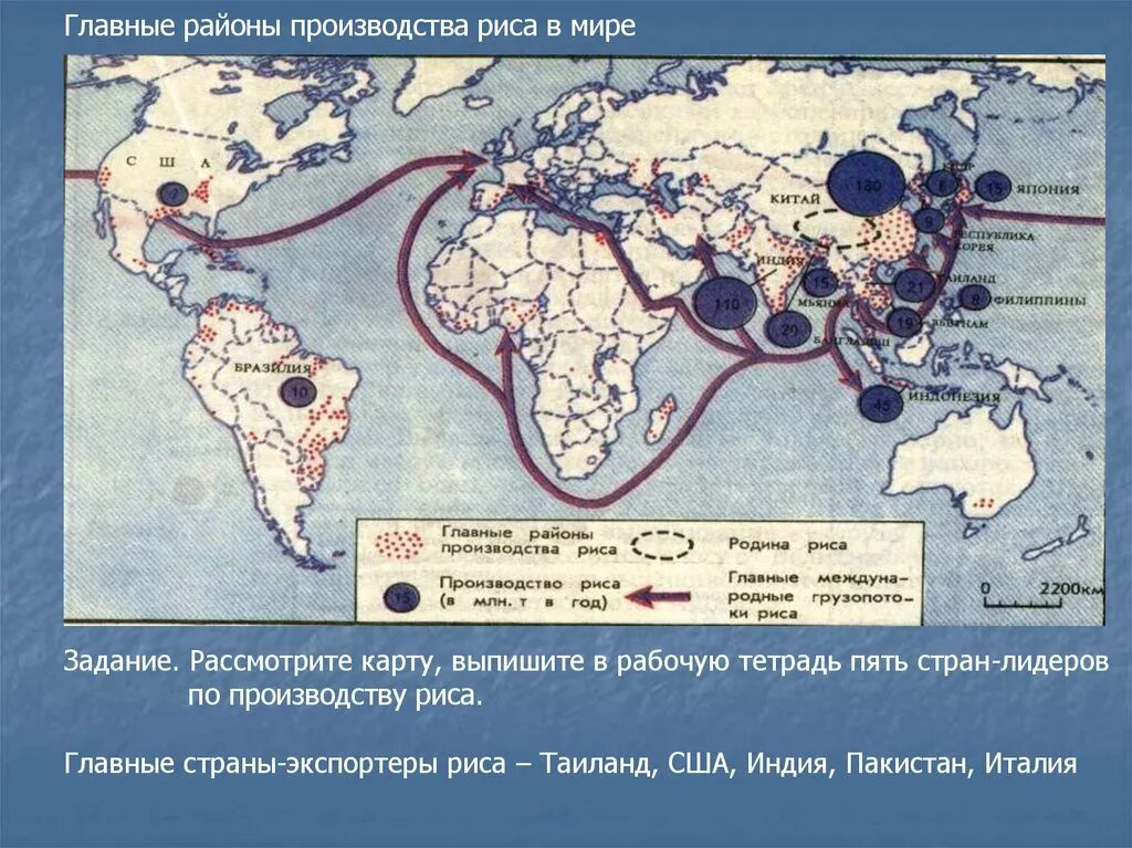 Главные районы производства риса в мире. Основные районы возделывания риса. Страны Лидеры производства риса. Каучук районы выращивания