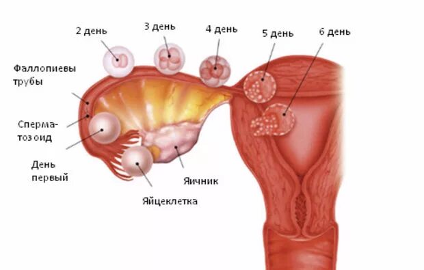 Яйцеклетка. Яйцеклетка после овуляции. Яйцеклетки в яичниках женщины.