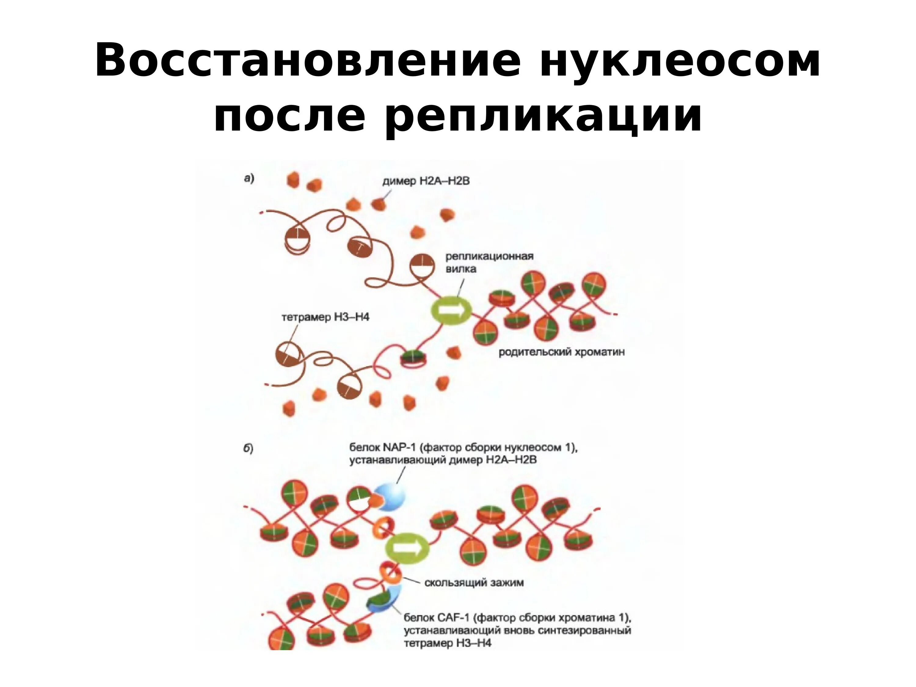 Связана с белками гистонами. Удвоение нуклеосом. Репликационная вилка эукариот. Белки хроматина. Репликация ДНК формирование нуклеосом и хроматина.