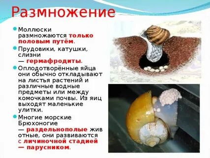 Моллюск форум