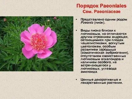 Что означают пионы