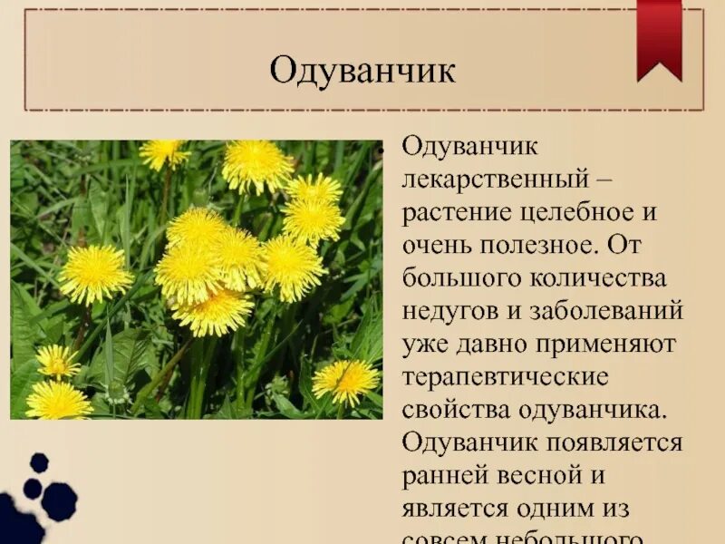 Описание одуванчика 4