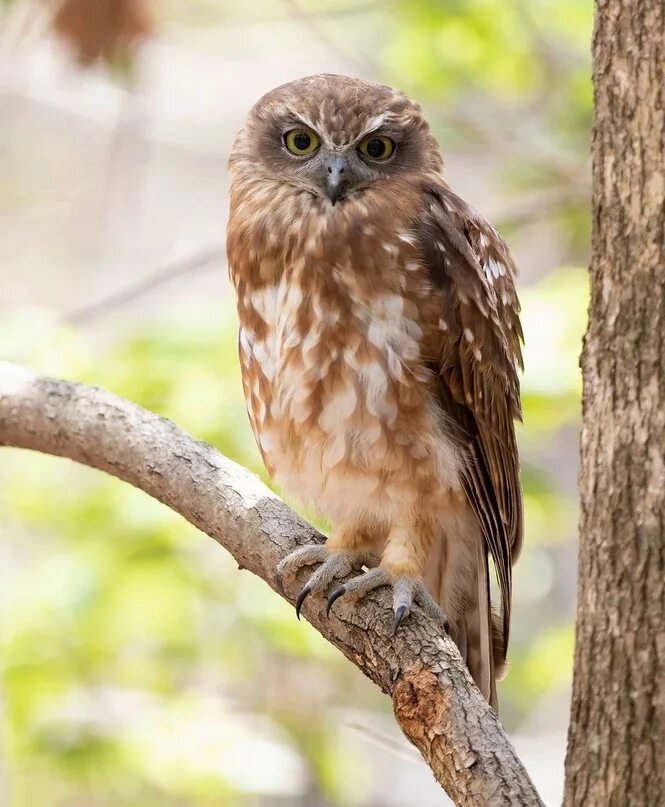 Кукушечий. Кукушечий. Кукушка и сова. Иглоногая сова ninox scutulata. Кукушка лесная.