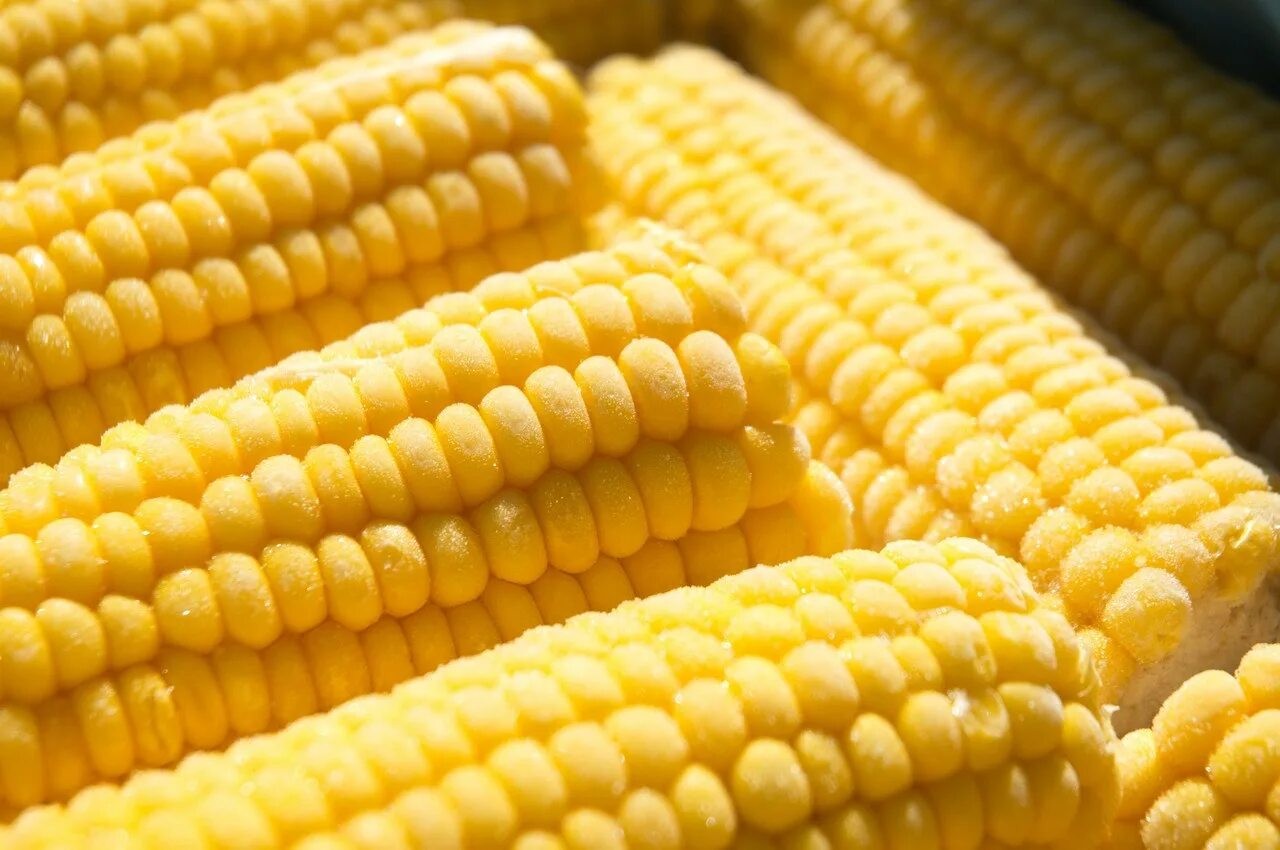 Фото кукурузы. Кукуруза в початках замороженная. Кукуруза початки свежемороженая. Кукуруза початок. Венгерская кукуруза.