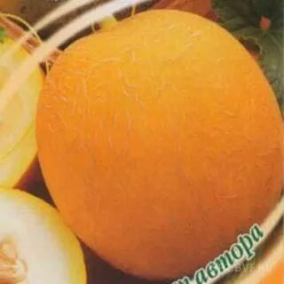 Дыня злато скифов