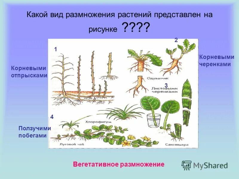 Формы и способы размножения растений