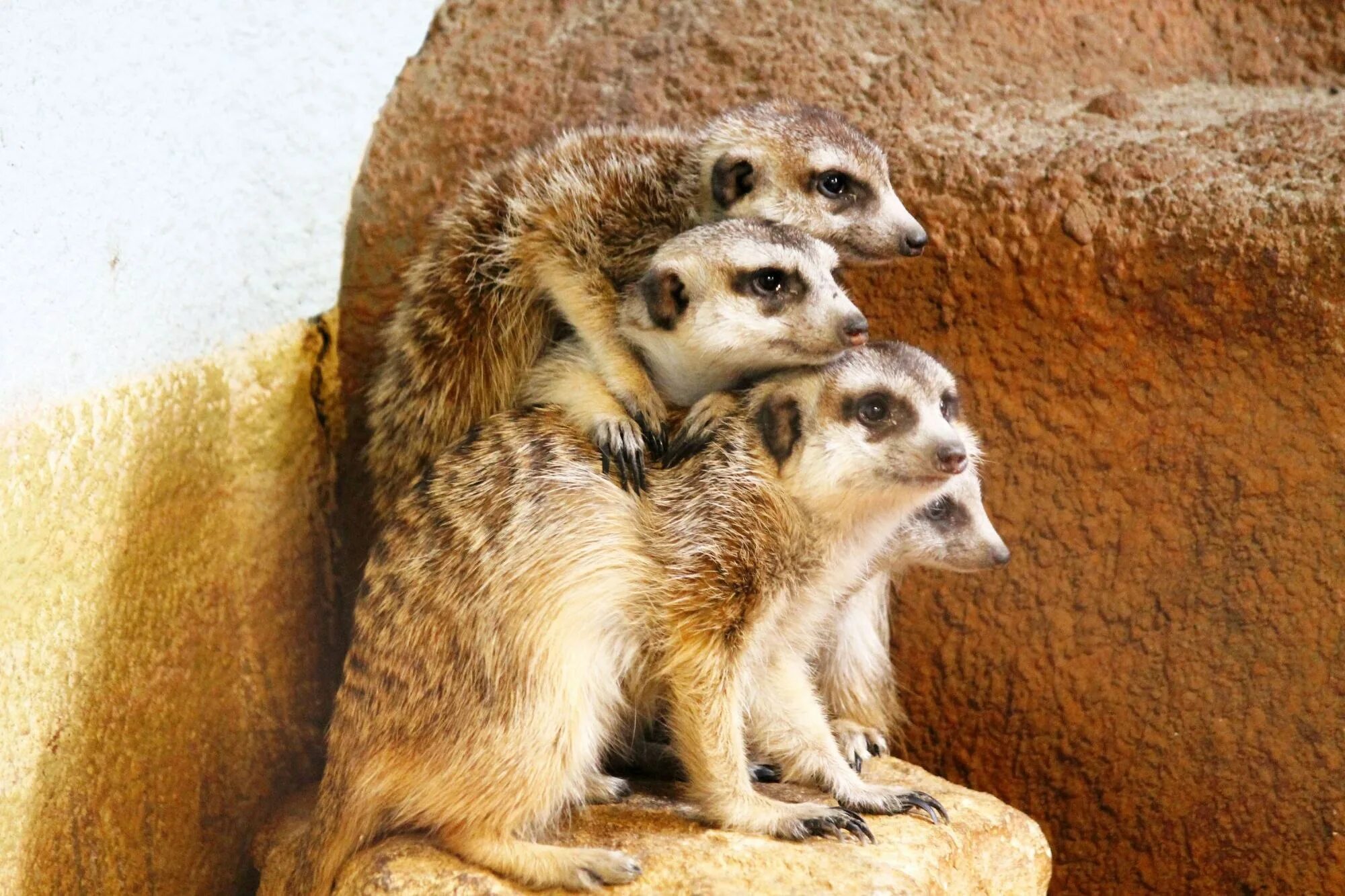 Сурикат зимой. Сурикат домашний. Три маленьких суриката. Сурикаты спб. Сурикаты на море.