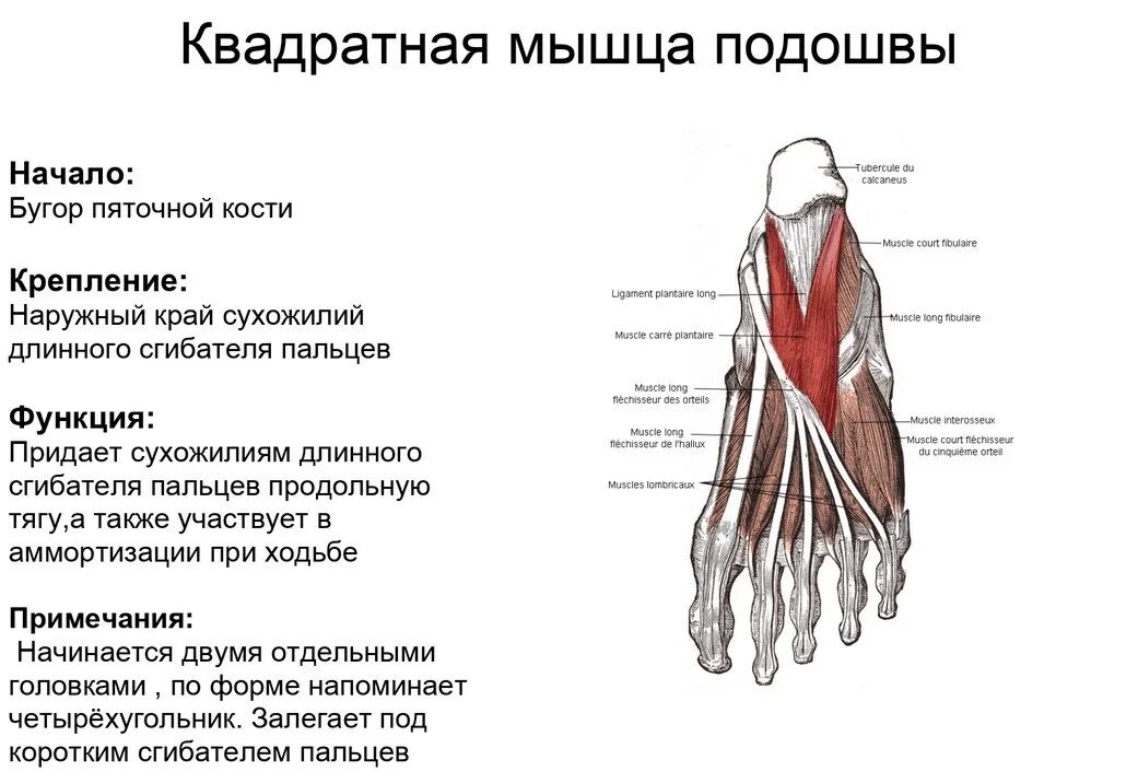 Сухожилие длинного сгибателя большого пальца стопы. Квадратная мышца стопы анатомия. мышцы сгибатели пальцев стопы. подошвенные мышцы стопы функции. короткий разгибатель пальцев стопы анатомия.