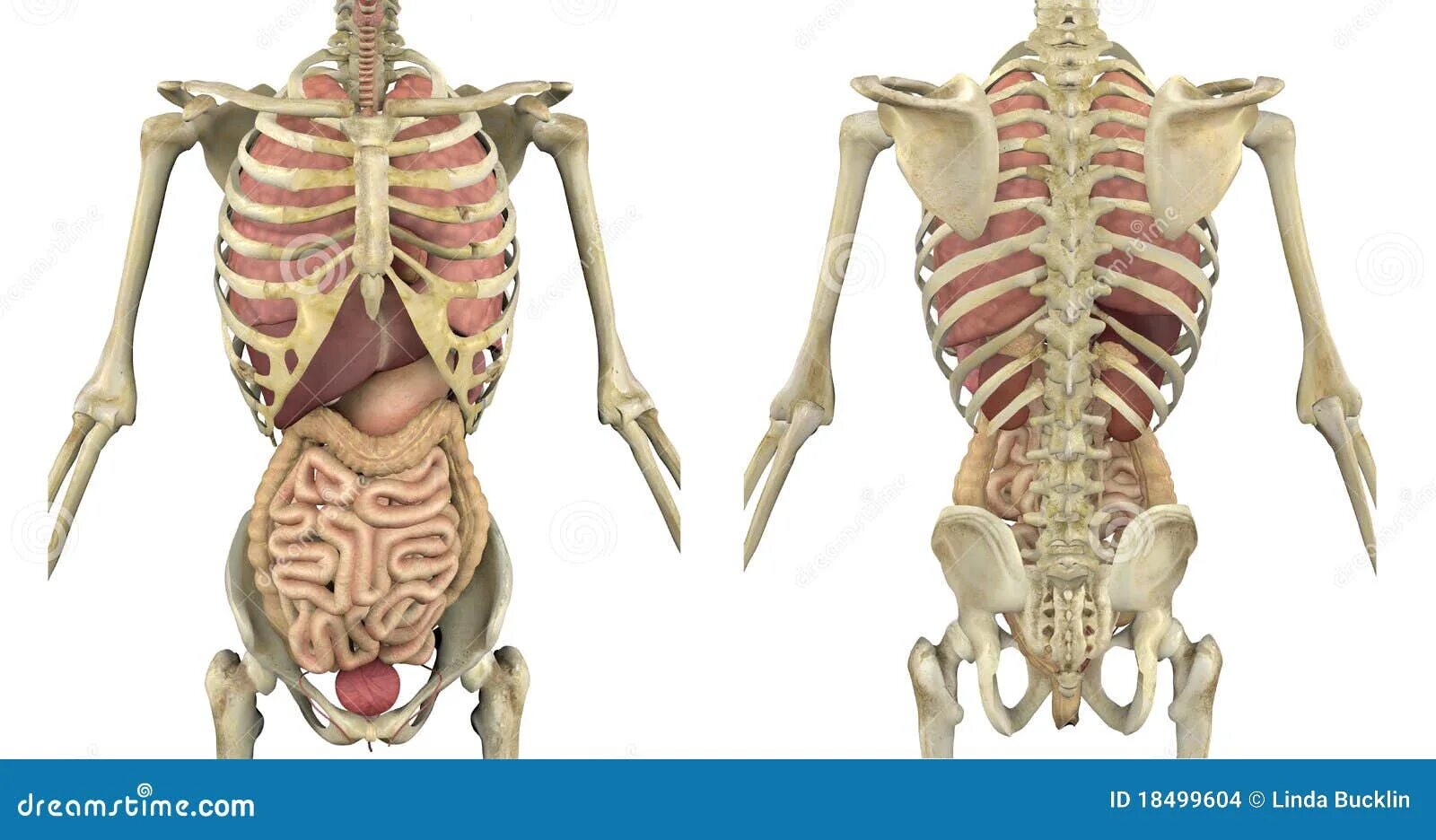 Скелет человека с внутренними органами. Скелет с внутренними органами женщины.