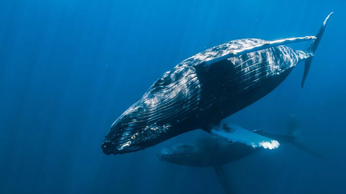 Бравал кит. Чёрный горбатый кит. Синий кит обои. Кит фото. Киты на рабочий стол.