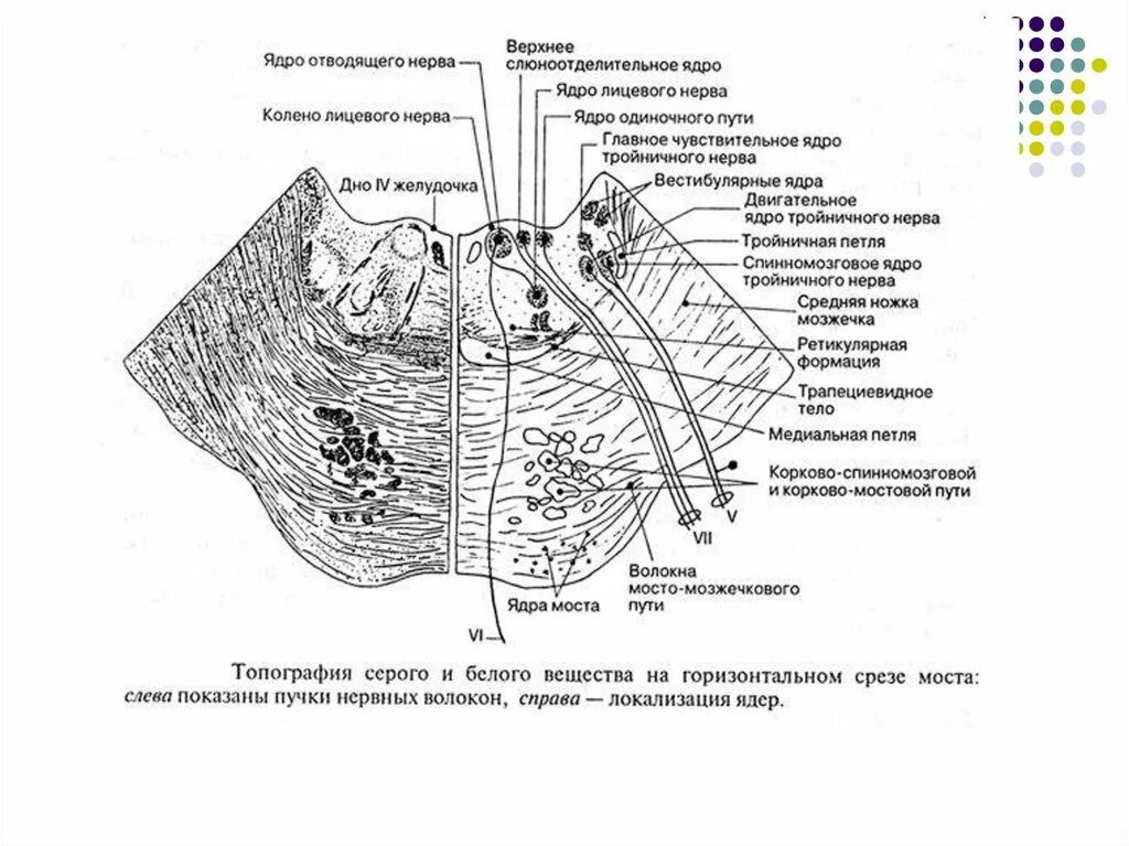 Ядра моста мозга. Проводящие пути варолиева моста. Поперечный срез варолиева моста схема. Поперечный срез моста головного мозга. Задний мозг поперечный срез варолиева моста.