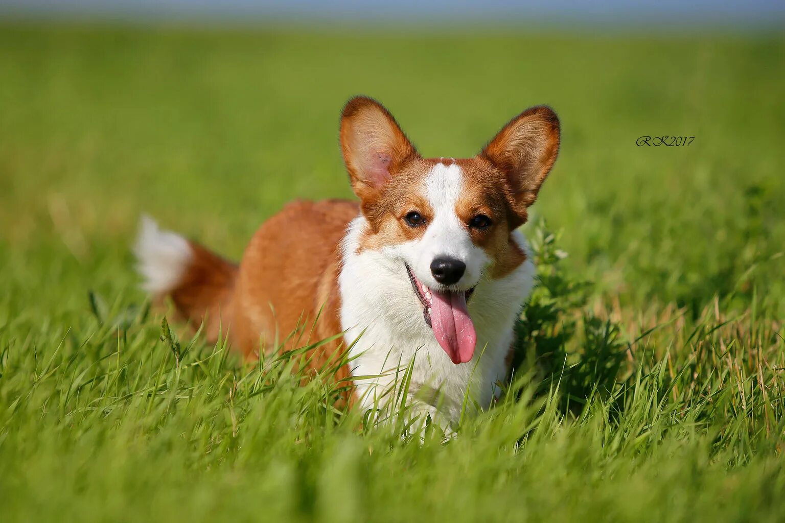 Вельш корги пемброк рыже белый. Корги рыжий. 1. Корги пемброк рыжий. Соболиный корги.