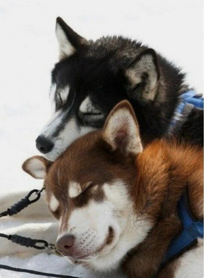 Американский хаски. Хаски сибирский зимой. 2 собаки хаски. Две хаски. Хаски вместе.