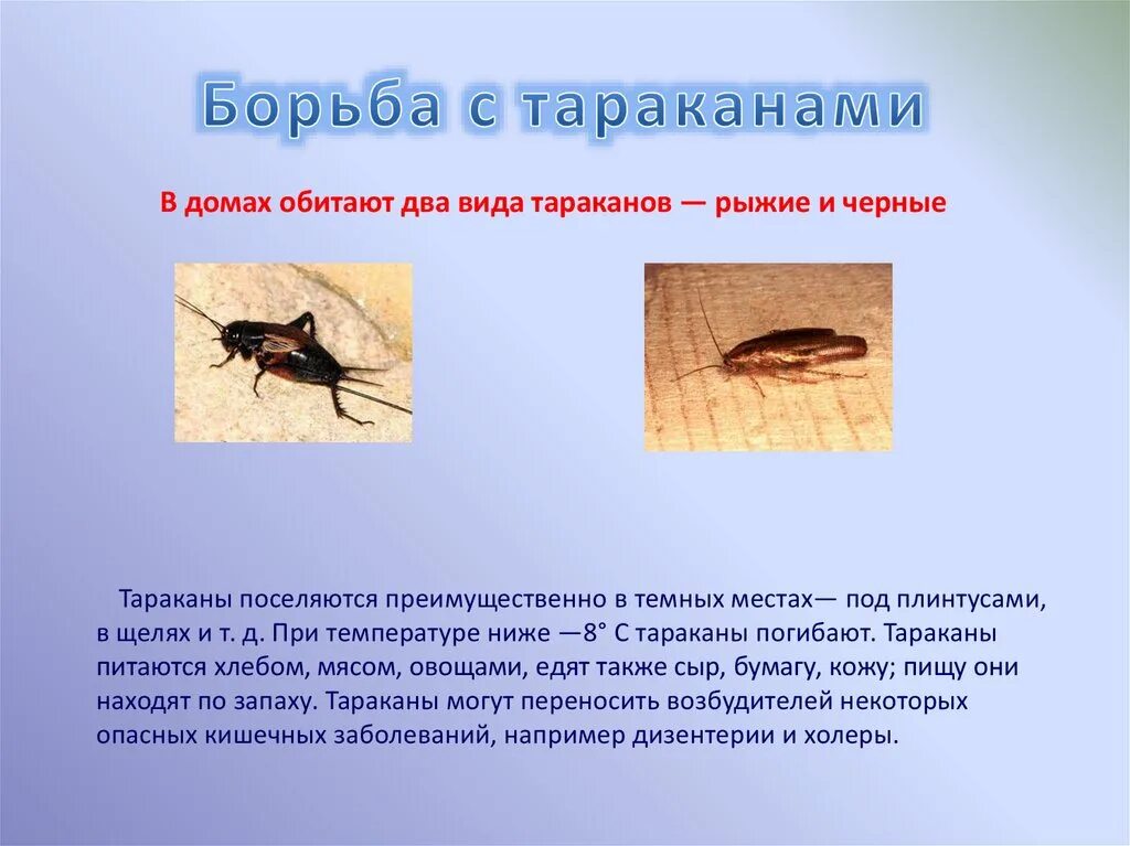 Распространение насекомыми