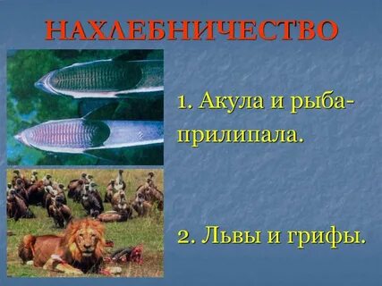 Нахлебничество в экологии