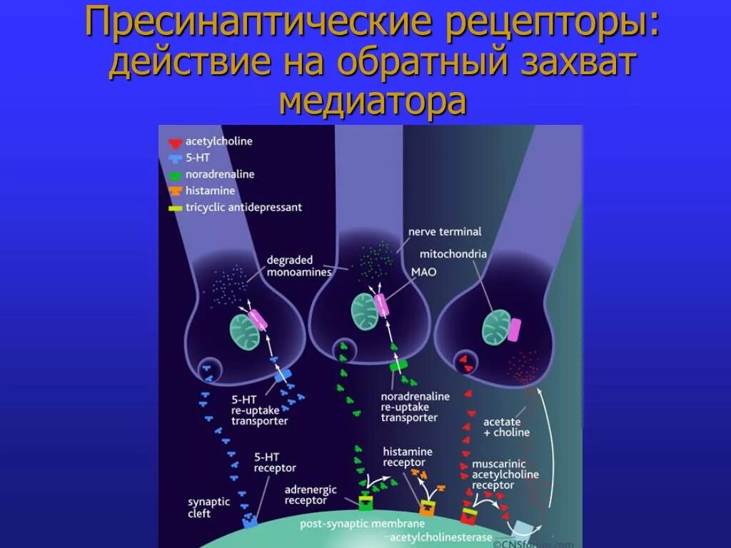 Пресинаптические рецепторы. Механизм обратного захвата медиатора. Рецепторы нейромедиаторов.